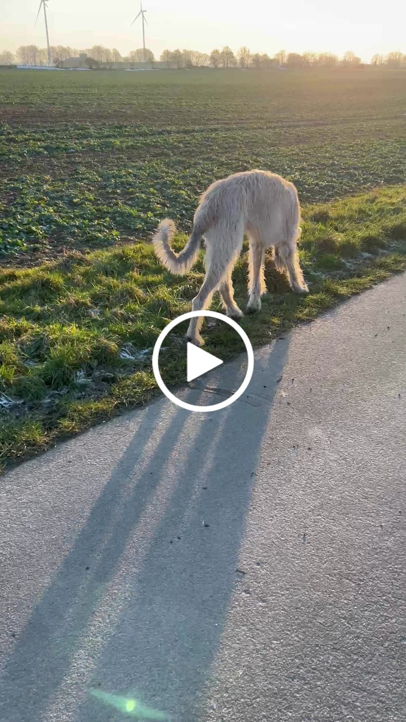 Customer video review of Darmflora Test Basic Hund