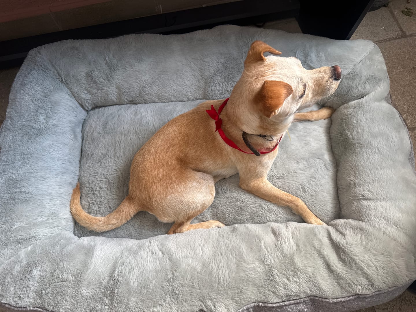 Customer photo review of Cama Sofá para Perros
