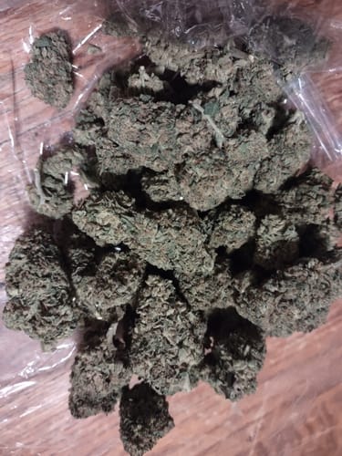Customer photo review of Gastro Bomb - Bulk - Indica