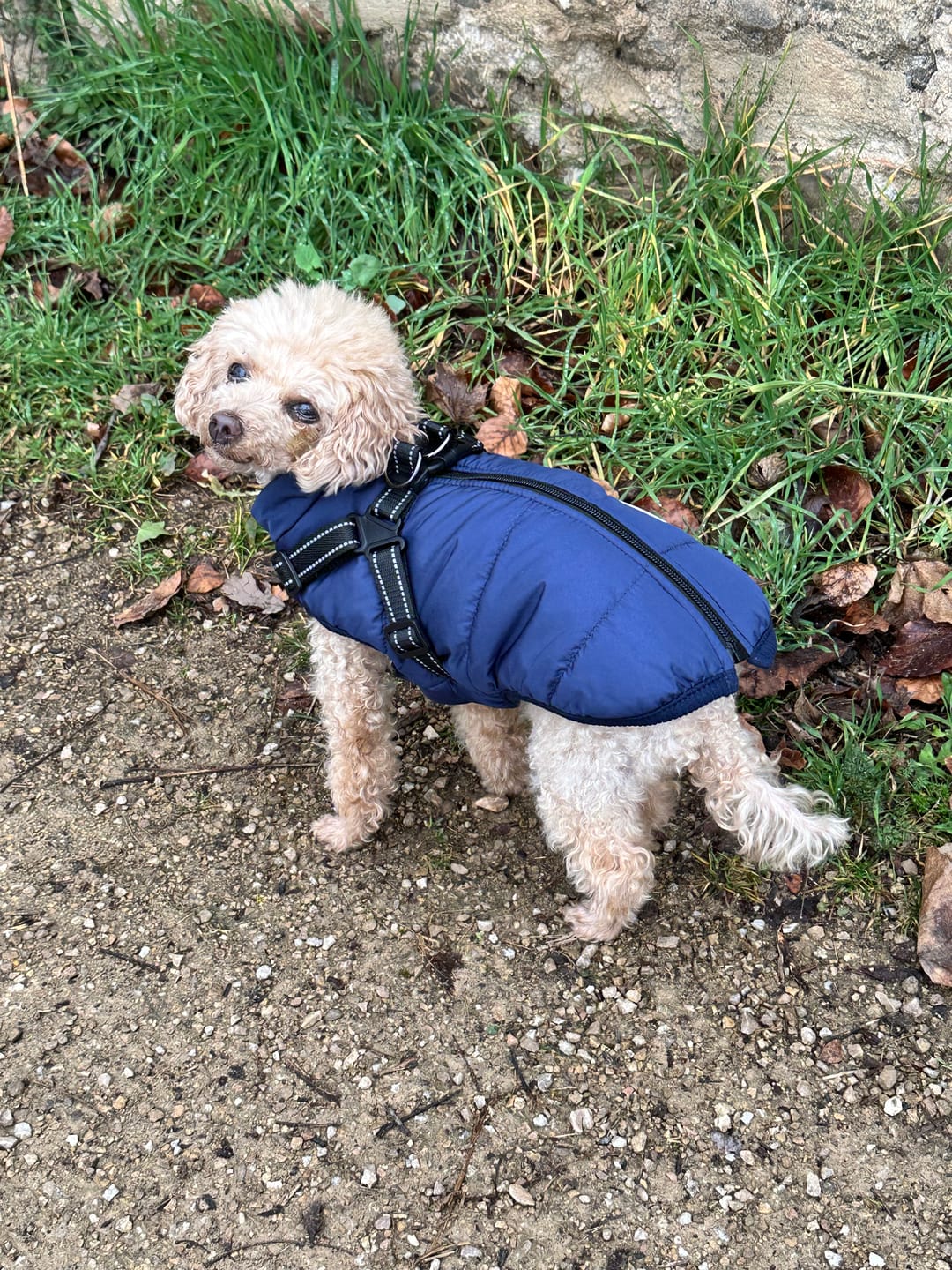 Customer photo review of Emmalove - Wasserdichter Hundemantel Extreme