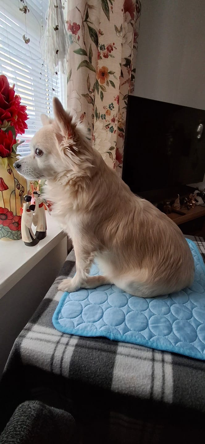 Customer photo review of Pet Dental Spray by Furaqua || Veterinarian Recommended 🏆