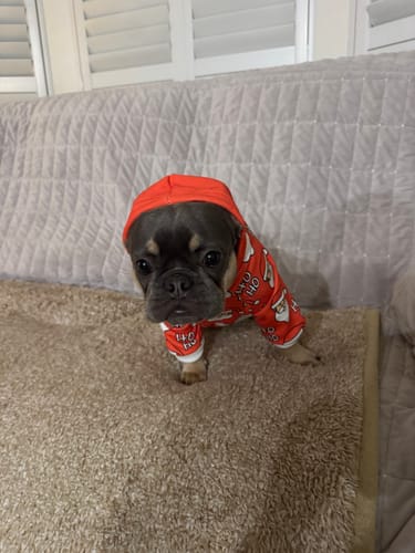 Customer photo review of Santa - Human Hoodies