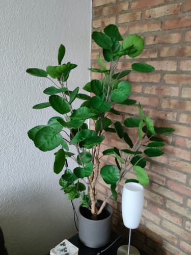 Customer photo review of Polyscias Kunstplant 110cm