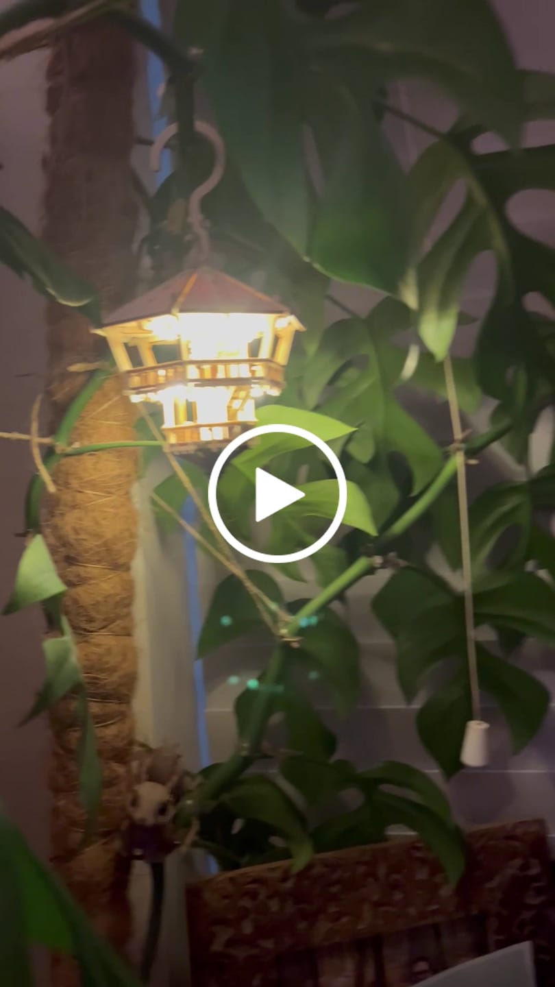 Customer video review of Treetop Hideaway