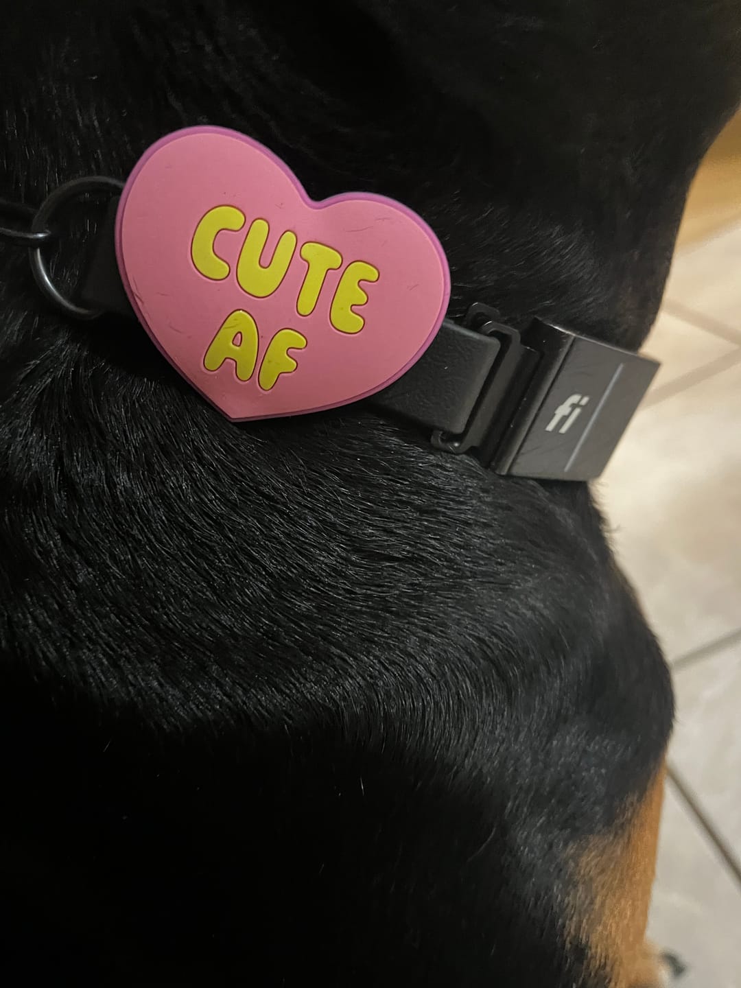 Customer photo review of Fun Guy Jiby Dog Charm