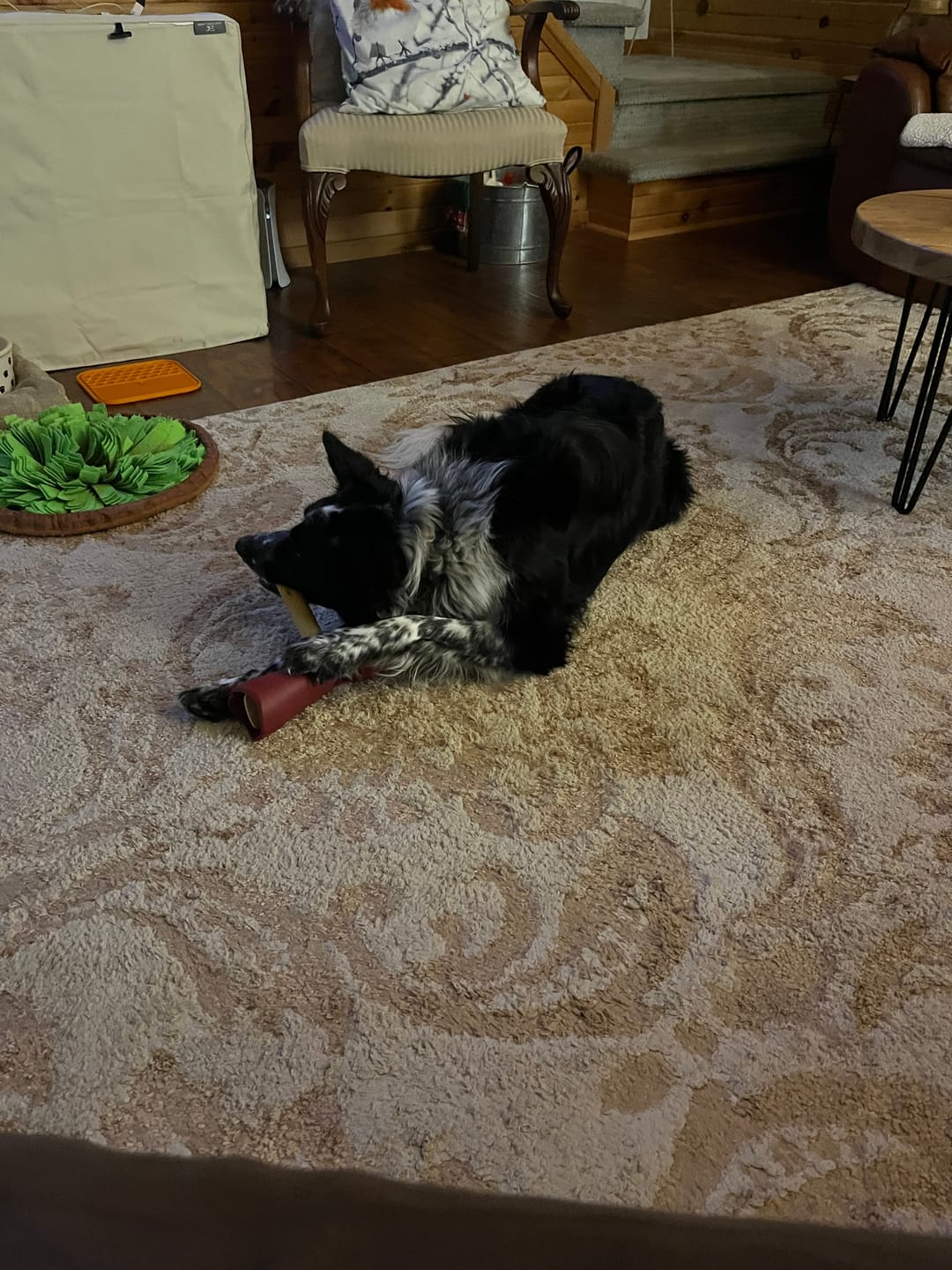 Customer photo review of Bully Stick Safety Holder
