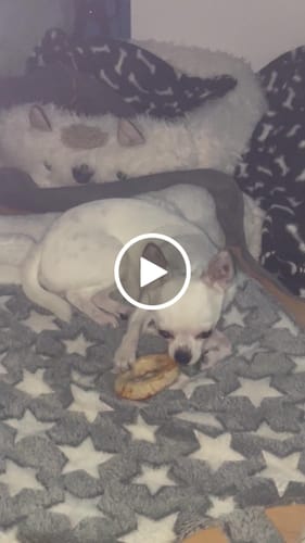 Customer video review of Barkii - Kollagen Donuts m. Kylling