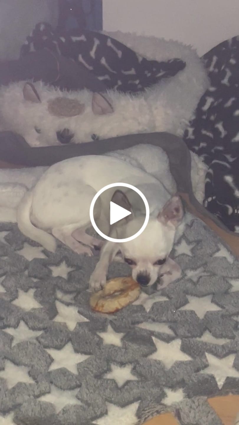 Customer video review of Barkii - Kollagen Donuts m. Kylling