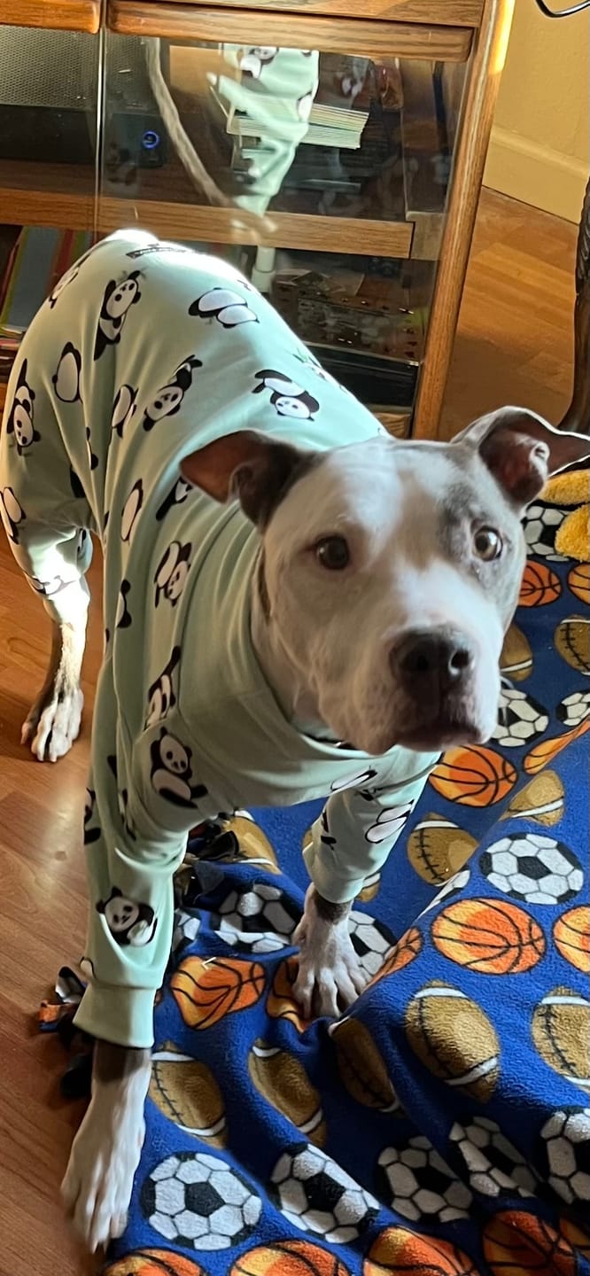 Customer photo review of Dog Pajama - Pink Hearts