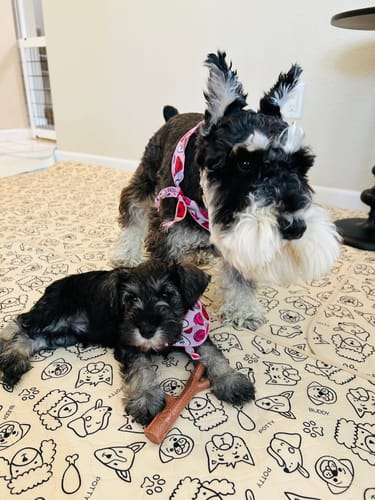 Reviewer's two schnauzer dogs, a puppy and an adult, on the large Potty Buddy™ potty pad.