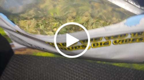 Customer video review of Bulk THCA Flower Pounds