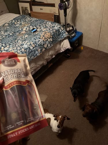 Reviewer holds a bag of 12 Inch Thick Bully Sticks as three small dogs look up at the bag.
