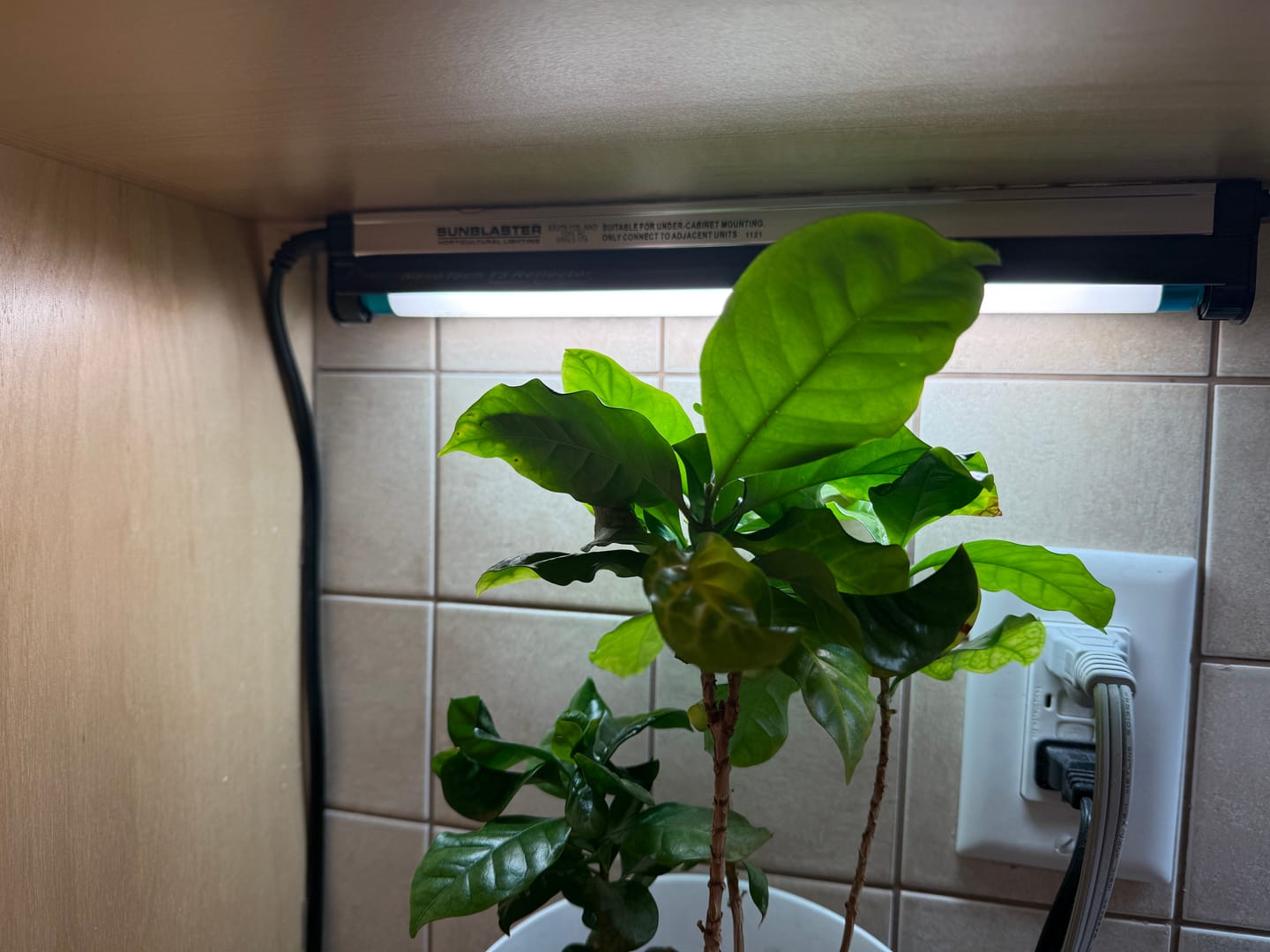 Customer photo review of Sunblaster Replacement Lamp
