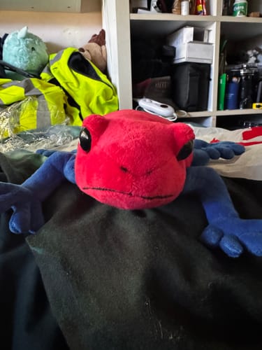 Customer photo review of Strawberry Poison Dart Frog Soft Stuff Plush Toy