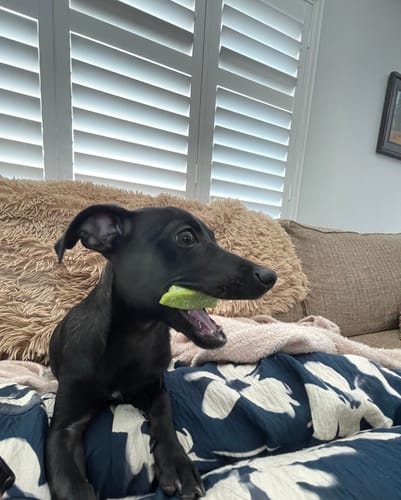 Customer's happy black puppy, who the reviewer says loves the Long-Lasting Yak Chews, playing on a couch.