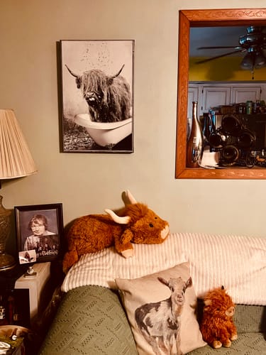Customer's Highland Cattle Bath Canvas Wall Art hanging on a living room wall with other farmhouse-style decor.