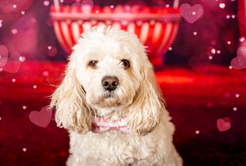 Customer photo review of I Love You Valentine’s Day Dog Bow Tie – Pink Dog & Cat Collar Accessory