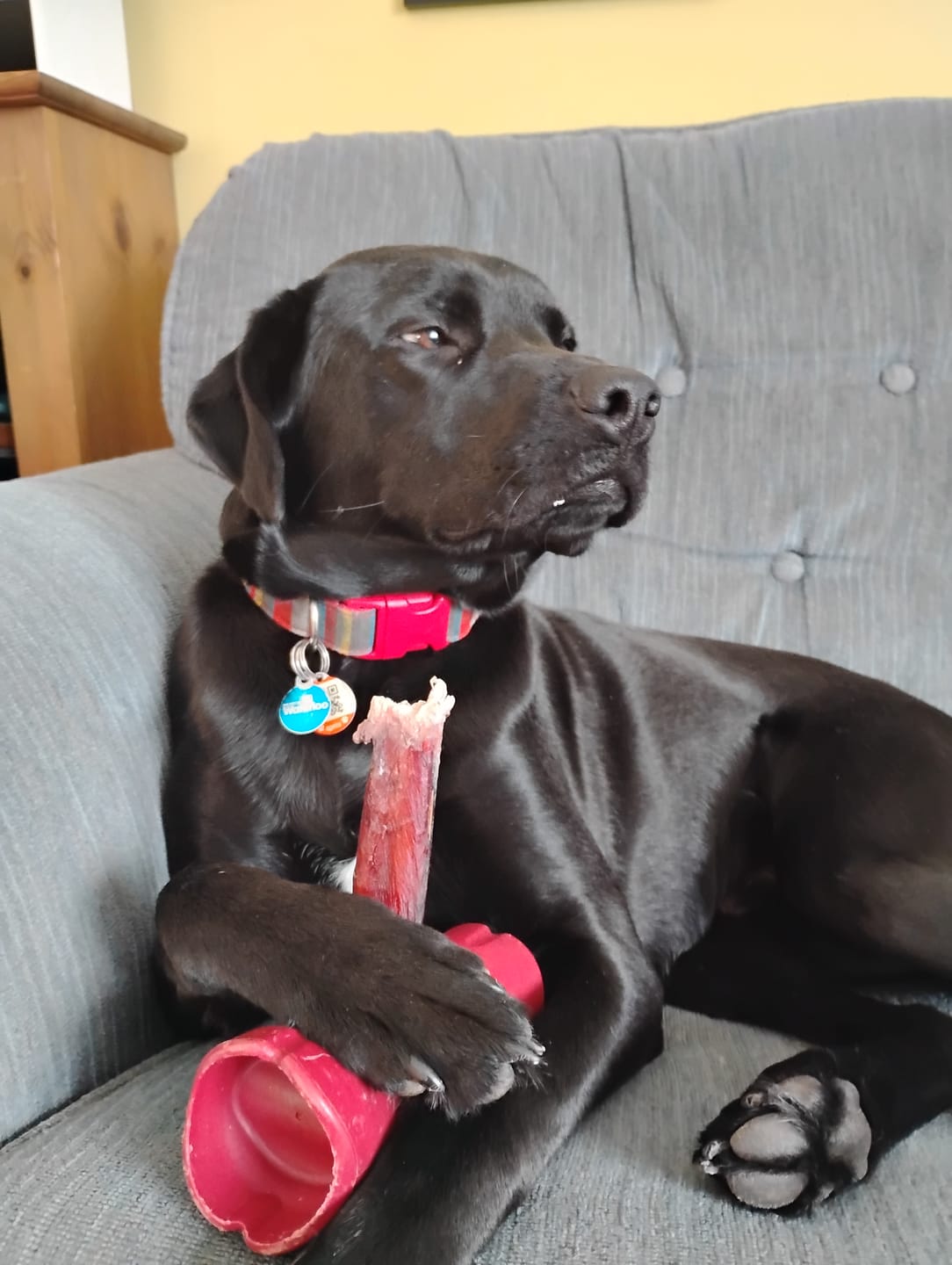 Customer photo review of 6 Inch Monster Bully Stick