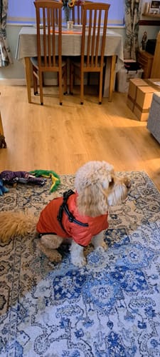 Customer photo review of Verano - Lightweight Waterproof Dog Coat with Built in Harness