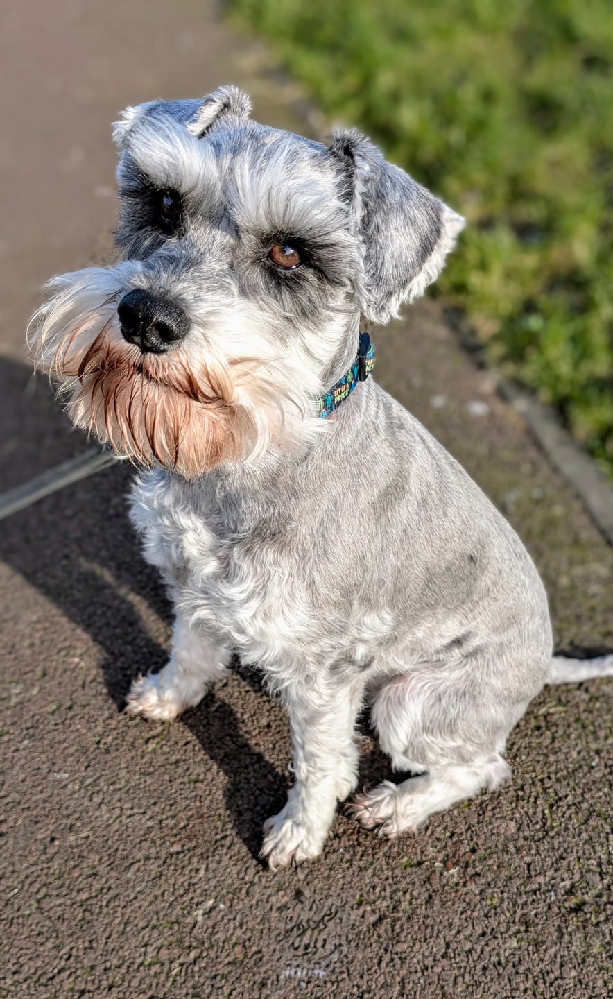 Customer photo review of Bit of a pr**k collar