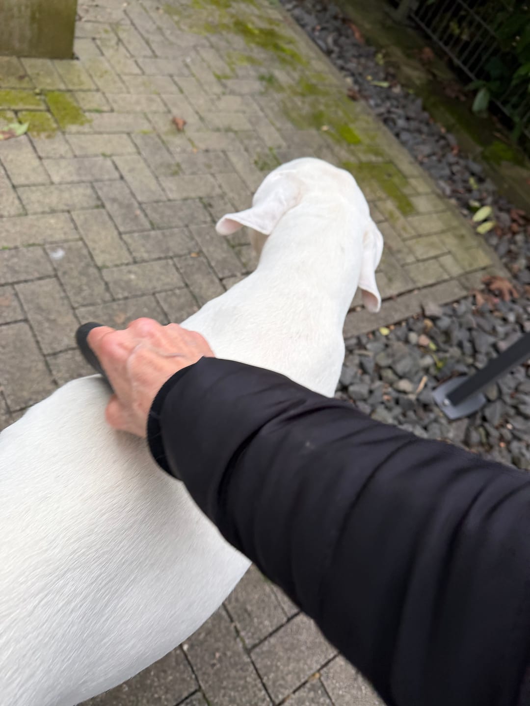 Customer photo review of Hundstaff Pack Fur Comb - Hundkamm