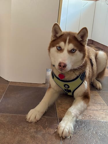 Customer photo review of Mystery Box - Dog PREMIUM ( New inventory )