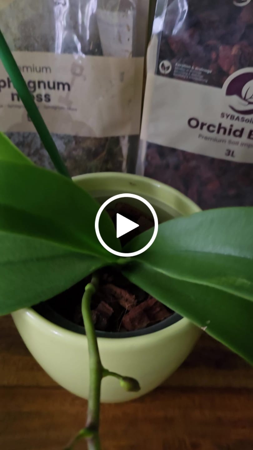 Customer video review of Sphagnum Moss