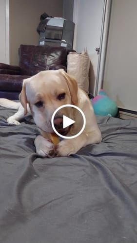 Customer video review of Himalayan Yak Chew (MEGA)