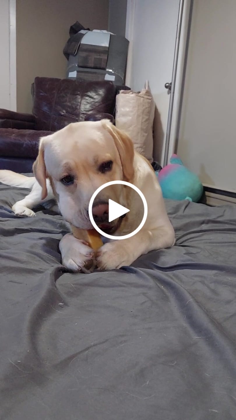 Customer video review of Himalayan Yak Chew (MEGA)