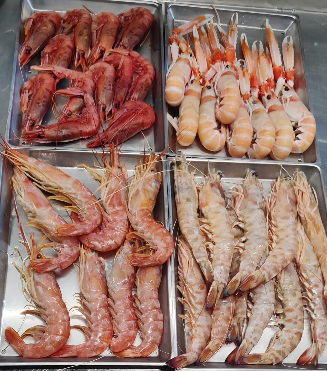Customer photo review of Speck Tradizionale