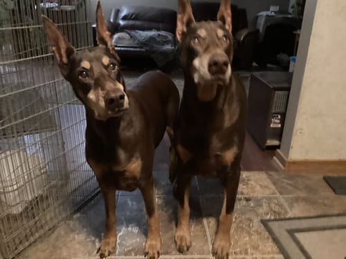 Customer's two large brown Dobermans standing indoors for their Petsmont Buddy Guard review.