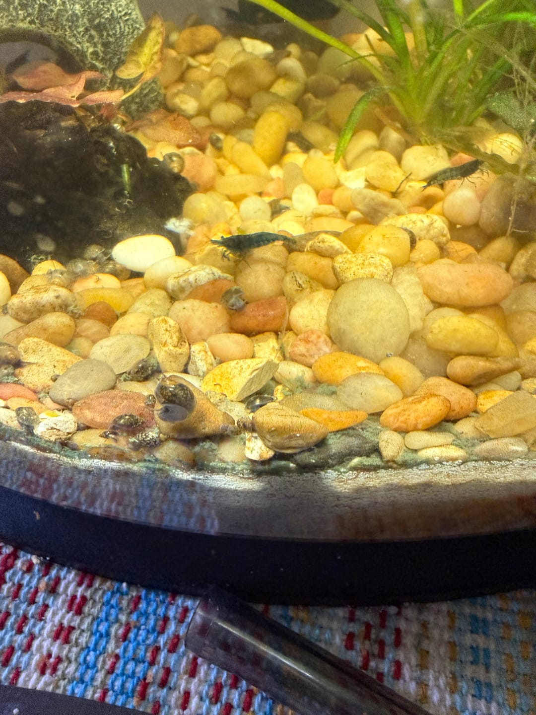 Customer photo review of Blue Dream Neocaridina Shrimp