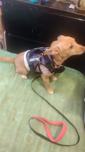 Customer photo review of CT6479 1 Pieza De Pechera Para Mascota