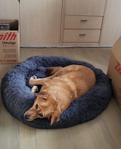 Customer photo review of Puppery Hundebett Wolke 7 - Das Original