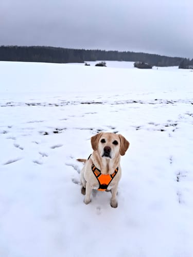 Customer photo review of PfotenSanft™ Entlastungs- & Anti-Zieh-Geschirr