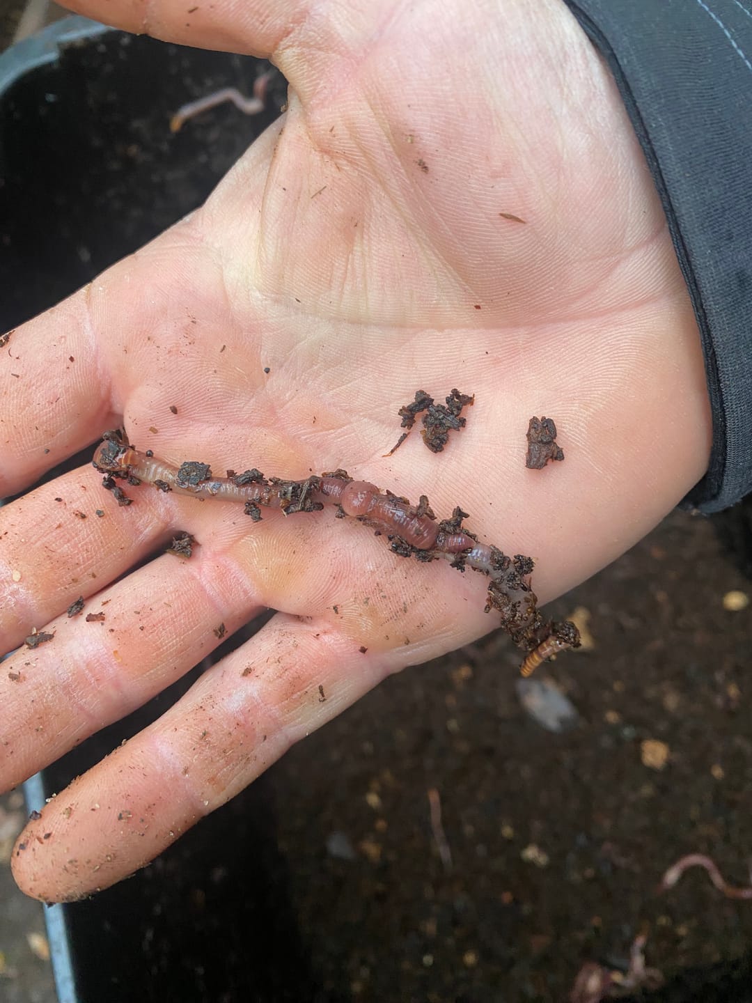 Customer photo review of Red Wigglers Composting Worms
