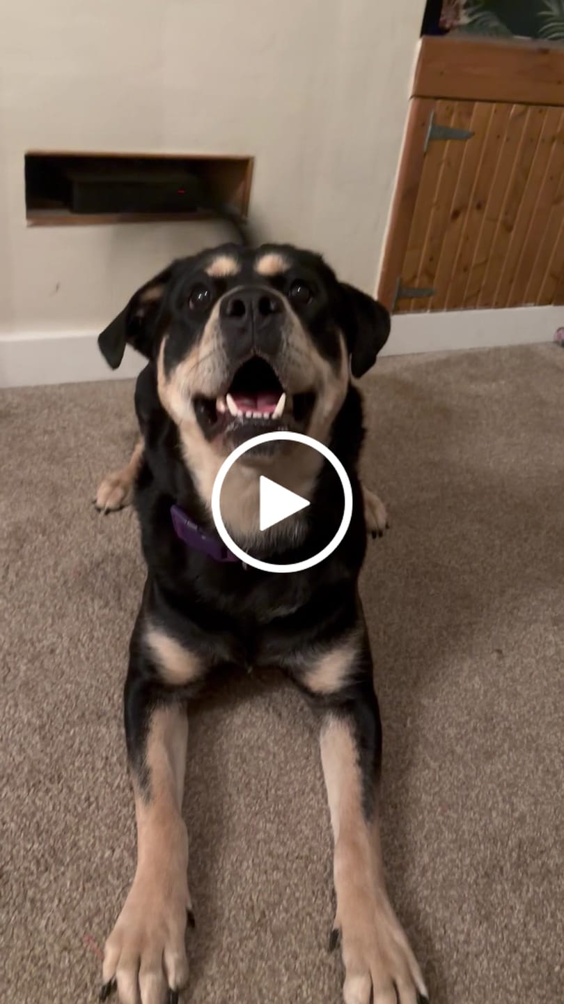 Customer video review of Tidal Waterproof Collar