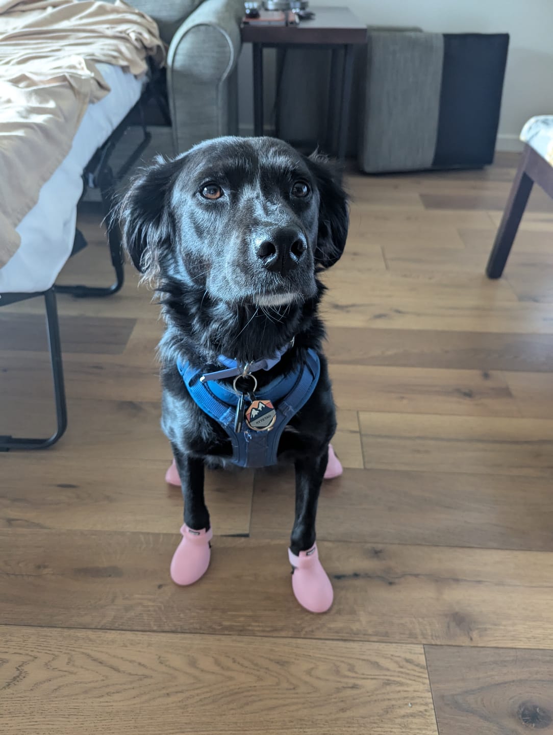 Customer photo review of WagWellie® Single