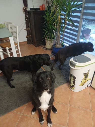 Customer photo review of Premium - CleanyMat