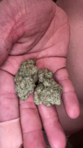 Customer photo review of Lemon Cherry Sherb THCA Flower