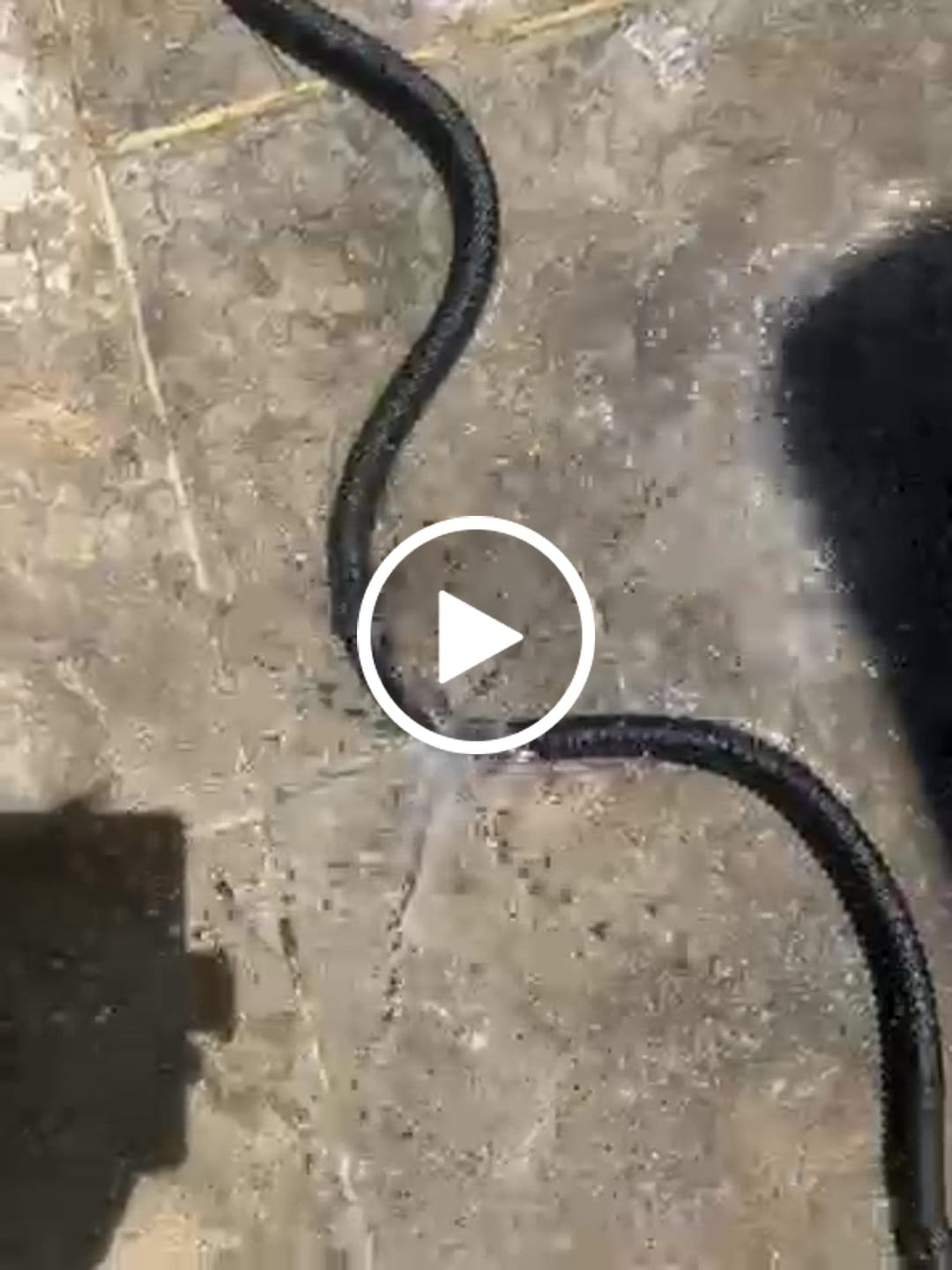 Customer video review of GardenMate™ - Expandable Garden Hose