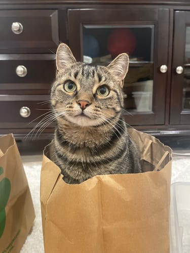 Customer photo review of Fit Litter