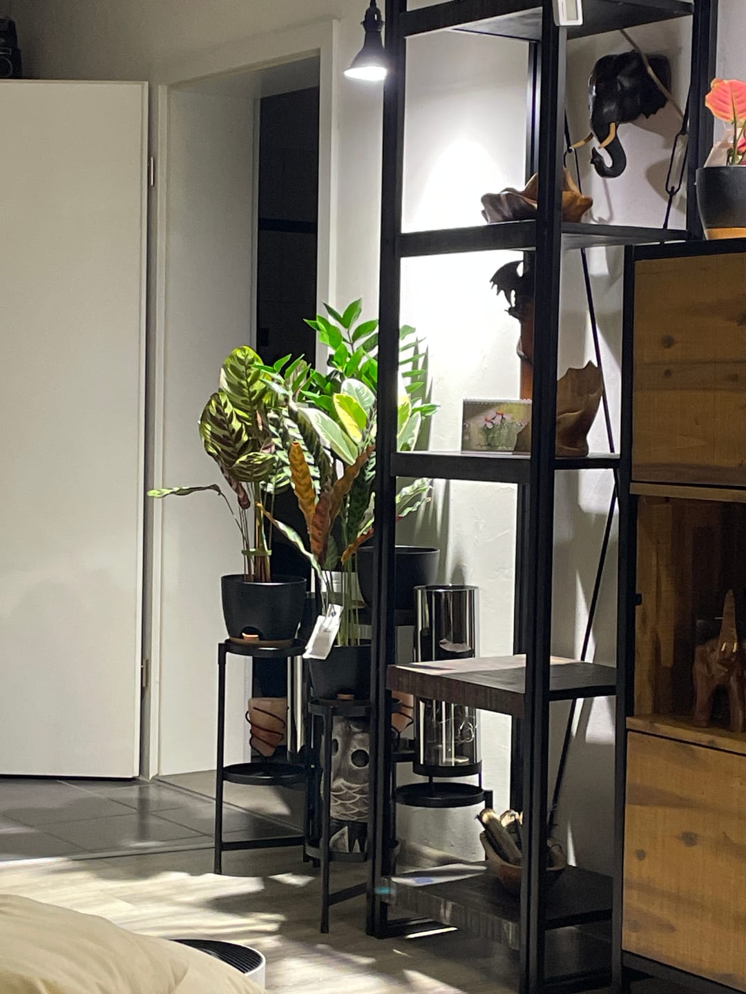 Customer photo review of Pflanzen Lampen - Jungle Lux (LED)
