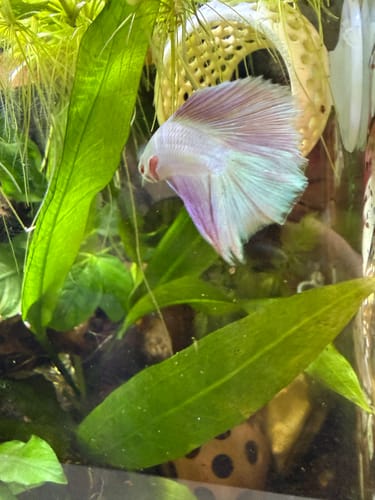 Customer photo review of Pink Halfmoon Male Betta Fish | Grower’s Pick