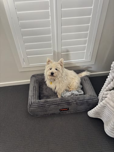 Customer's small white dog sitting in the grey corduroy Orthopaedic Dog Bed on a carpeted floor.