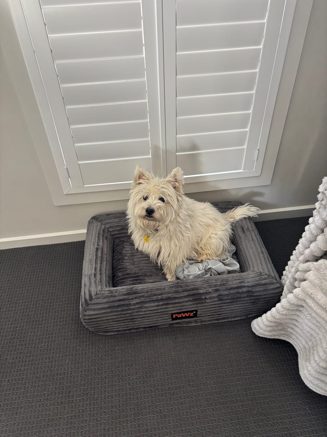 Customer photo review of Orthopaedic Dog Bed – Waterproof & Washable