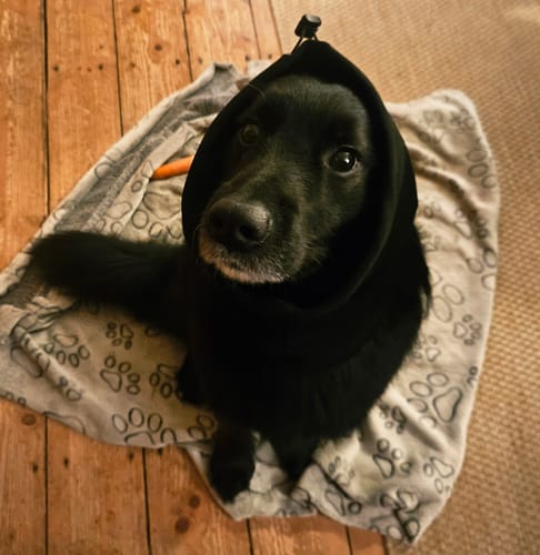 A customer's black dog looks up while wearing the black Anxiety Calming Dog Earmuff Protector.