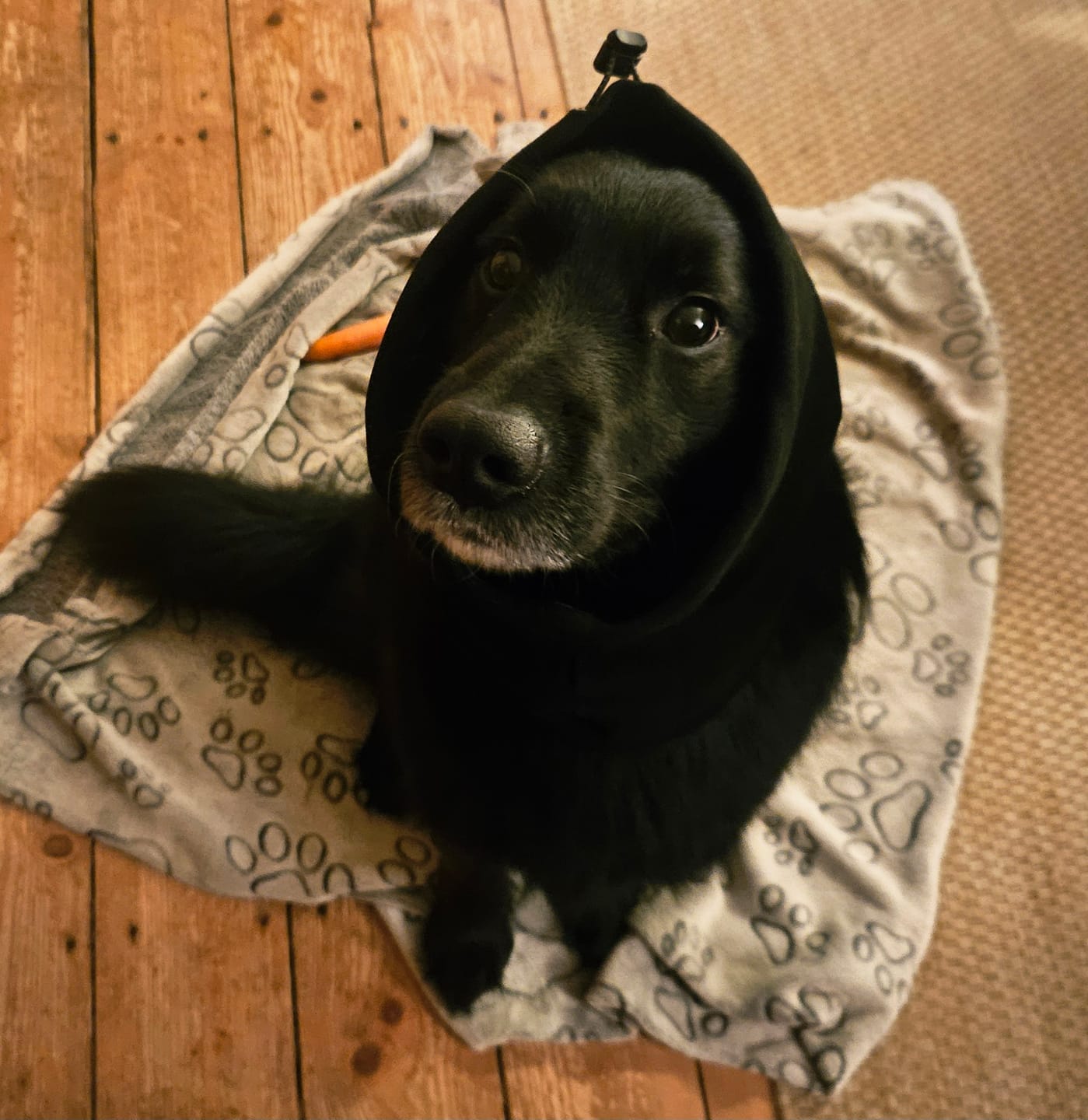 Customer photo review of Anxiety Calming Dog Earmuff Protector - Black