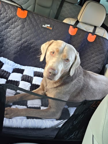Customer photo review of Luxe Dog Bed - For The RuffRover 2.0™