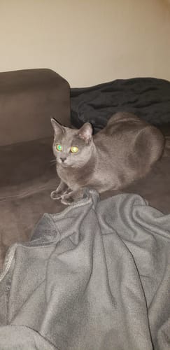 Die graue Katze eines Kunden, gezeigt in einer Bewertung für Naturreines Katzenstreu.